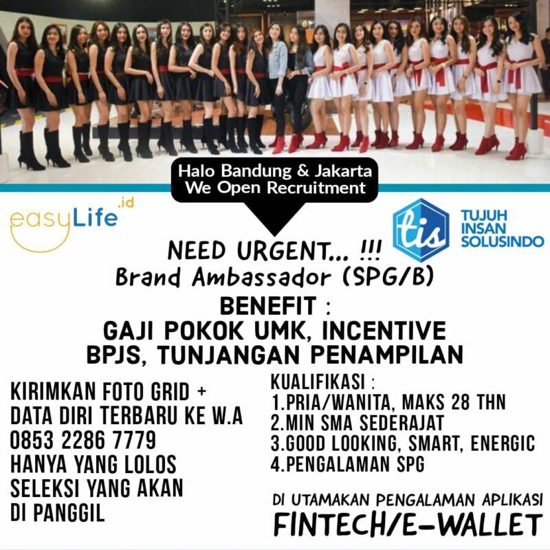 10 team leader 50 spg b di pt tujuh insan solusindo easylife id